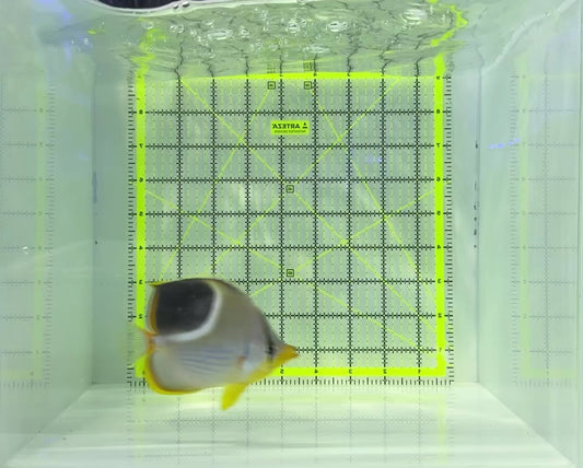 Saddleback Butterflyfish SB120901 WYSIWYG Size: L 4" approx