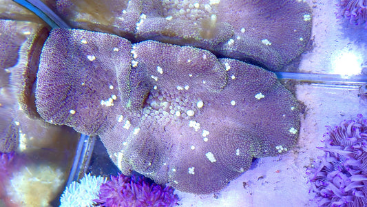 Mertensii Carpet Anemone MCA062201 WYSIWYG Size : Show XXL 16" and Above
