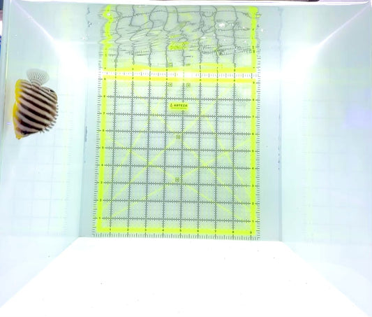 Multibar Angelfish MA112201 WYSIWYG Size: 2.5"