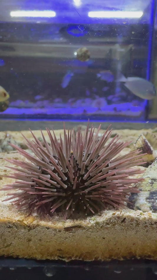 Purple Sea Urchin PU090525 WYSIWYG Size: S 2" approx