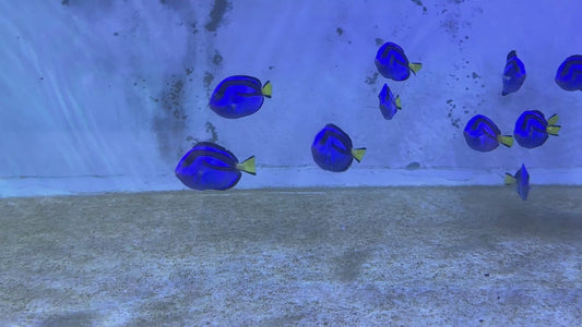 Blue Hippo Tang BHT060904 WYSIWYG Size: M 3.75”