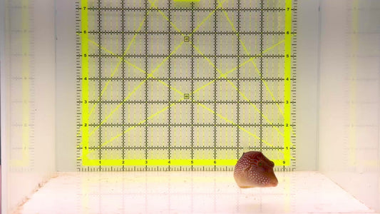 Blue Spot Toby Pufferfish BSTP103001 WYSIWYG Size: L 3.5"