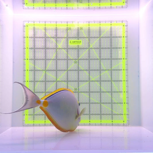 Blonde Naso Tang BNT110101 WYSIWYG Size: XXL 9.5"