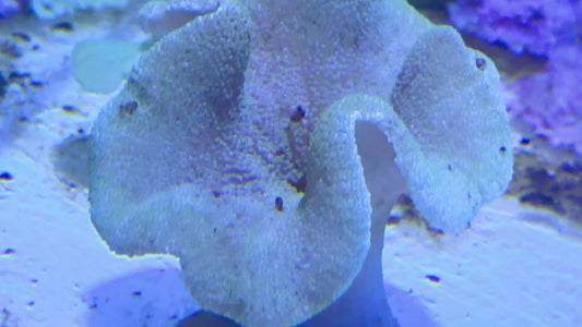 Carpet Anemone (Haddoni) CA071501 WYSIWYG SHOW Size: Size: L 4" to 6" approx