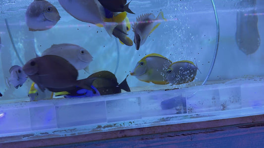 Rare Koi Scopas Tang RKS091302 WYSIWYG Size: 5.5"