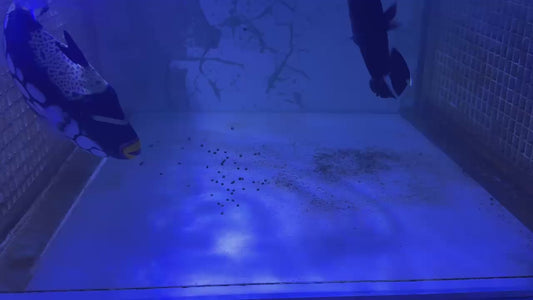 Clown Triggerfish CT122901 WYSIWYG Size: XXL/SHOW 9.75"