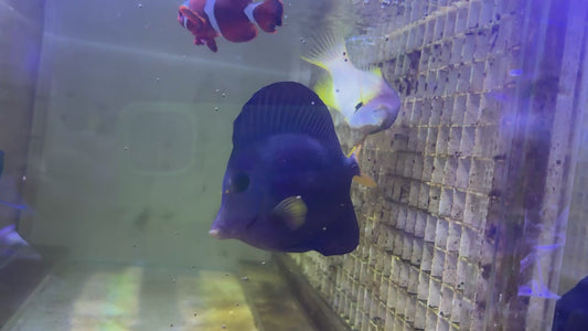 Eclipse Hogfish EH082403 WYSIWYG Size: L 5"