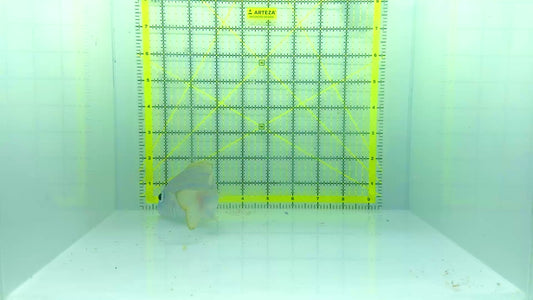 Blueline Snapper BS102301 WYSIWYG Size: XL 6"