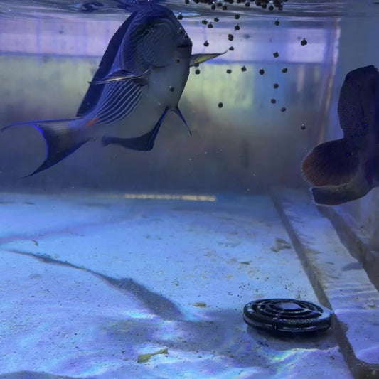 Sohal Tang (Oman Special Grade Red Sea) ST122602 WYSIWYG Size: XXL 7.75"