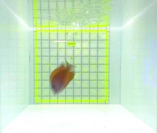 Blue Eye Kole Tang BET112201 WYSIWYG Size: L 3.75"