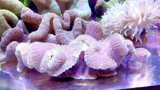 Mertensii Carpet Anemone MCA062301 WYSIWYG Size: Show XXL 16"