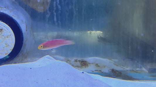 Kato's Fairy Wrasse KFW083101 WYSIWYG Size: SHOW 2.5" approx