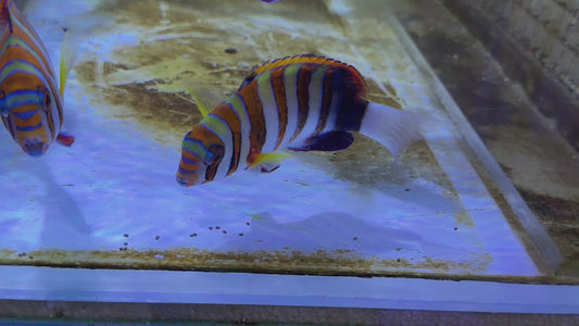 Harlequin Tuskfish HT082602 WYSIWYG Size: L 4.25" approx