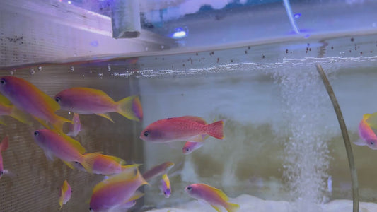 Bimaculatus Anthias Female BAF101104 WYSIWYG Size: 3"