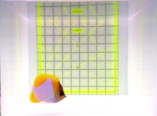 Pyramid Diamond Butterflyfish PDB111102 WYSIWYG Size: M 3.5"