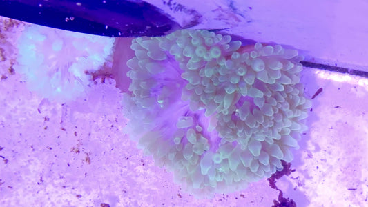 Green Bubble Tip Anemone Orange Base GBTAOB071501 WYSIWYG  Size: L 4' to 6"approx