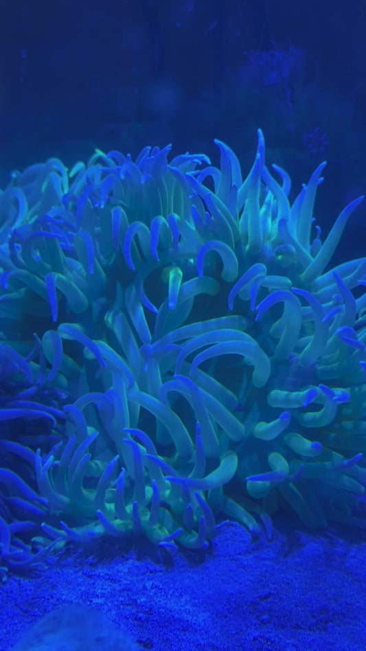 Blue Tip Green Long Tentacle Anemone BTGLTA100101 WYSIWYG Size XL: 9" to 11"