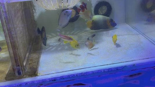 Rare Koi Scopas Tang RKS091301 WYSIWYG Size: 5.25"