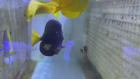 Purple Tang PT083102 WYSIWYG Size: L 4.25"