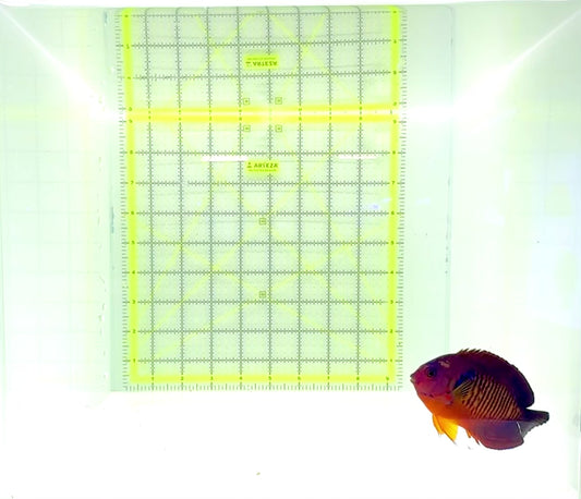 Coral Beauty Angelfish CBA112302 WYSIWYG Size: XL 3.5"