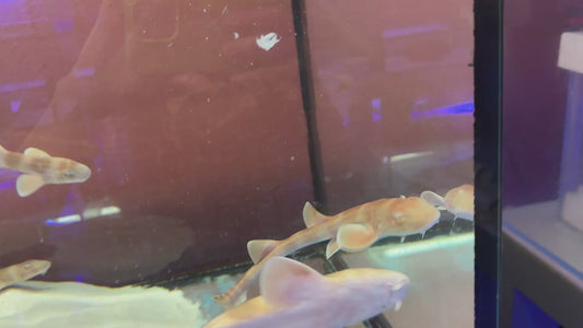 Grey Bamboo Shark GBS091501 WYSIWYG Size: XL 13" approx