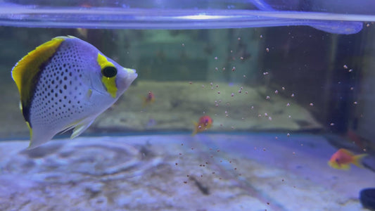 Declivis Butterflyfish DB040503 WYSIWYG Size: L 4.25" approx