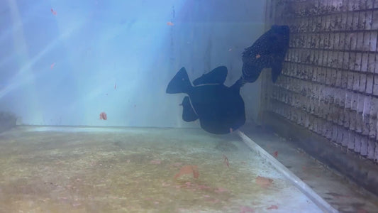 Black Triggerfish HBT062401 WYSIWYG Size: XL 5.5" approx