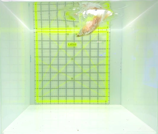 Golden Rabbitfish GR112301 WYSIWYG Size : M 3.75"