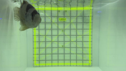 Clown Grouper CG102301 WYSIWYG (Solomon Islands Special Grade) Size: XXL 7.5" approx