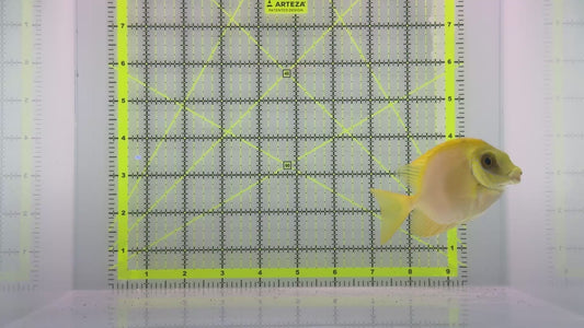 Scribbled Rabbitfish SR102401 WYSIWYG Size: L 4.25" approx