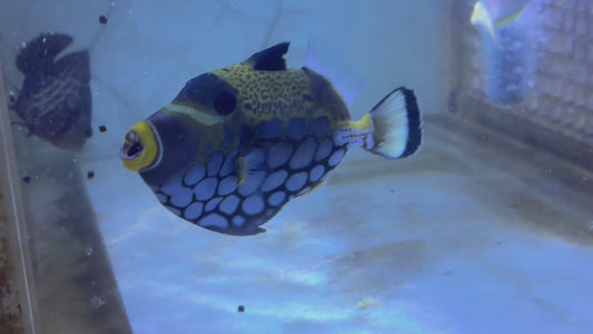 Clown Triggerfish CT092102 WYSIWYG Size: L 5.25" approx