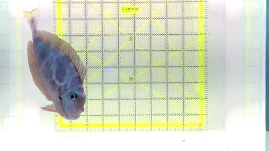 Unicorn Tang UT102801 WYSIWYG Size: L 6" approx