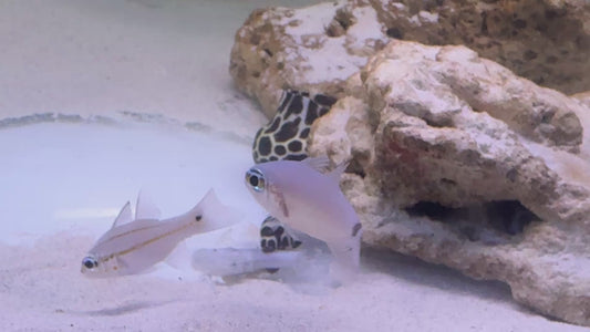 Tessellata Eel TE083101 WYSIWYG Size: ML 14"