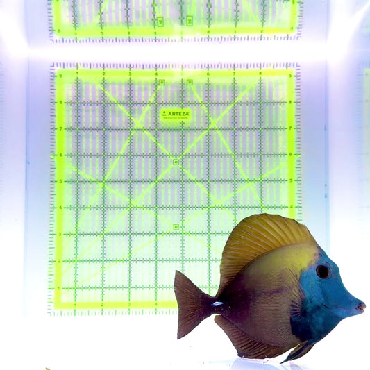 Rare Koi Scopas Tang RKST110101 WYSIWYG Size: 5.5"