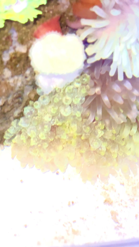 Green Starlight Bubble Tip Anemone GSBTA071501 WYSIWYG Size: XXL 5" to 8" approx