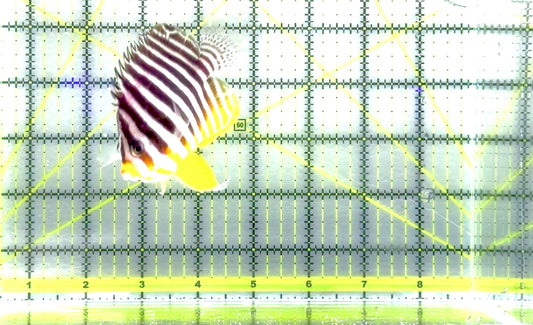 Multibar Angelfish MA062801 WYSIWYG Size: XXL 3.25" approx