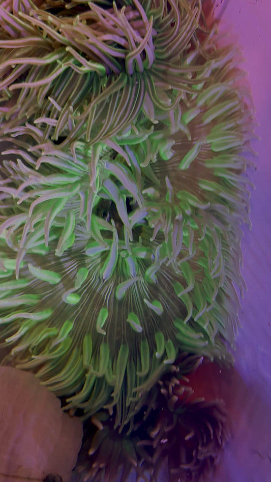 Neon Long Tentacle Anemone NLTA071901 WYSIWYG Size: ML 5" to 7" approx