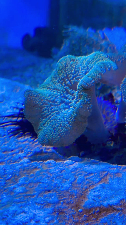 Green Carpet Anemone (Haddoni) GCA093003 WYSIWYG Size: S 2" to 4"