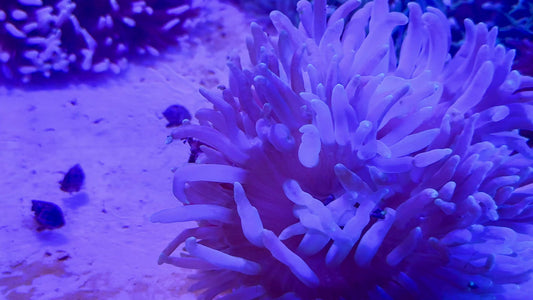Green Long Tentacle Anemone GLTA071601 WYSIWYG Size ML: 4" to 6" approx