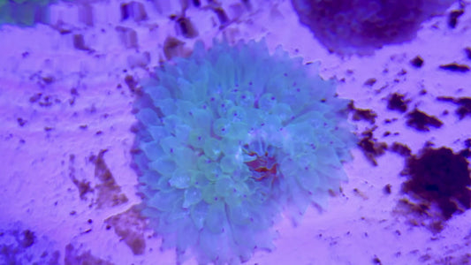 Green Bubble Tip Anemone Orange Base GBTAOB071502 WYSIWYG  Size: L 4' to 6"approx