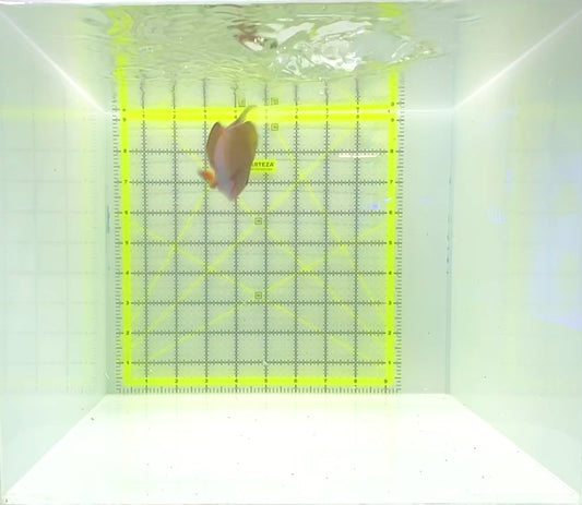 Clown Tang CT112301 WYSIWYG Size: M 3.25"