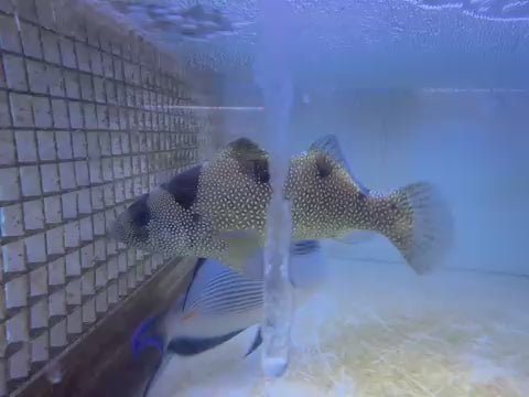 Clown Grouper Size: XXL 7" to 8" (Solomon Islands Special Grade)