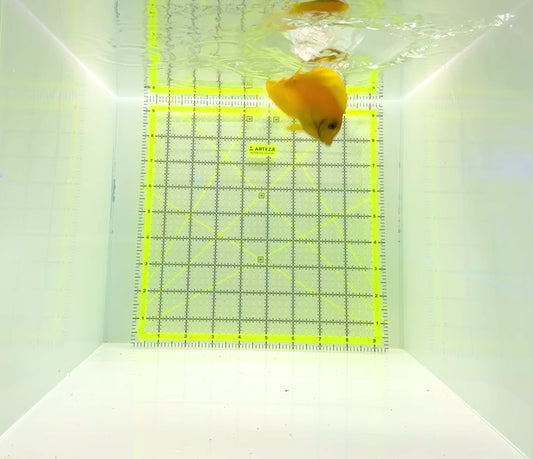 Yellow Mimic Tang (Chocolate Tang When it is Adult) YMT112201 WYSIWYG Size: M 3.5"