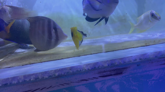 Onespot Foxface OF100601 WYSIWYG Size: M 3.75" approx