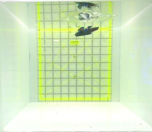 Green Mandarin Dragonet GMD112301 WYSIWYG Size: L 2.5"