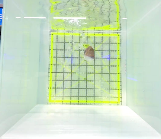 Bursa Triggerfish BT112202 WYSIWYG Size: ML 3.5"