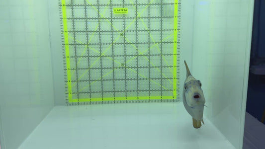 Vlamingi Unicorn Tang VUT102301 WYSIWYG Size: XXL 7.5" approx