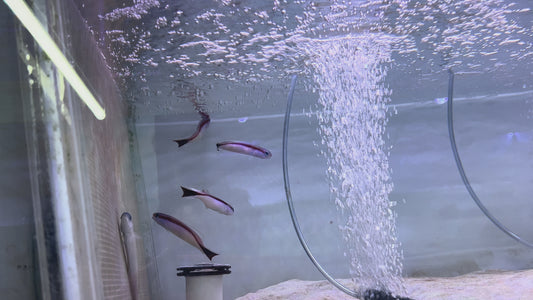 Marcosi Skunk Tilefish MST092101 WYSIWYG Size: L 4" approx