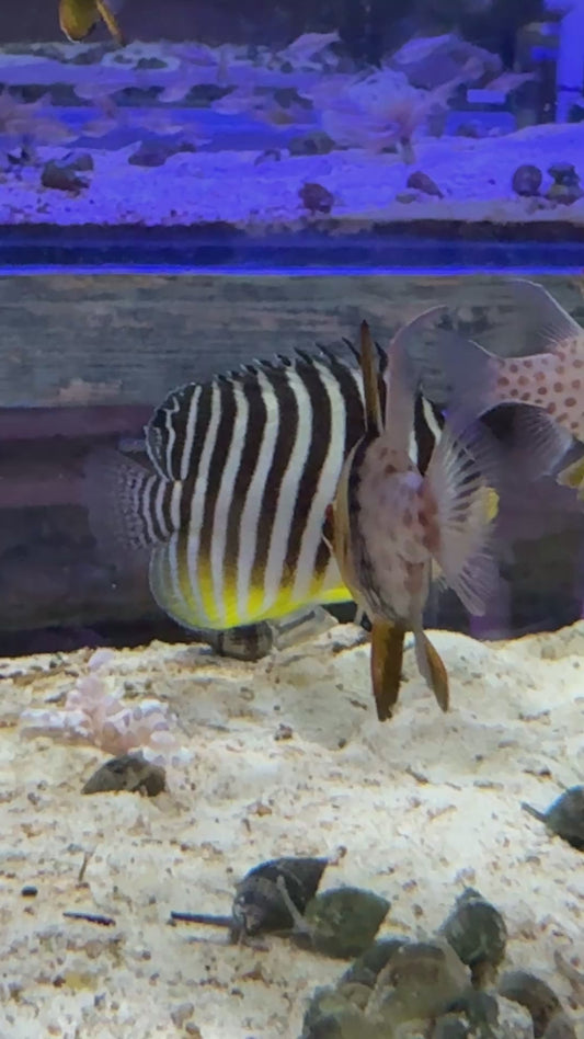 Multibar Angelfish MA082401 WYSIWYG Size: 3.25"