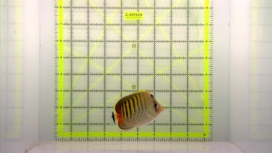Punctato Butterflyfish PBF103001 WYSIWYG Size: M 3.5"